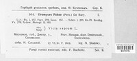 Uromyces viciae-fabae image